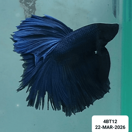 [ARRIVED 22 - MAR - 2026] 4BT12 - Blue Halfmoon Male Betta [currently have frayed fins] - Nano Tanks Australia
