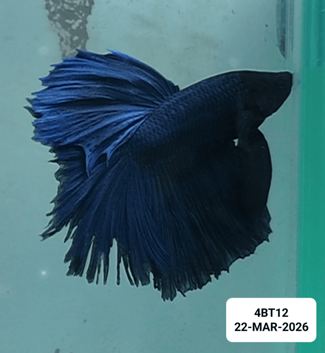 [ARRIVED 22 - MAR - 2026] 4BT12 - Blue Halfmoon Male Betta [currently have frayed fins] - Nano Tanks Australia
