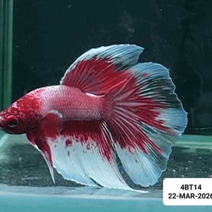 [ARRIVED 22 - MAR - 2026] 4BT14 - Purple Butterfly Halfmoon Male Betta - Nano Tanks Australia