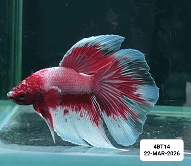 [ARRIVED 22 - MAR - 2026] 4BT14 - Purple Butterfly Halfmoon Male Betta - Nano Tanks Australia