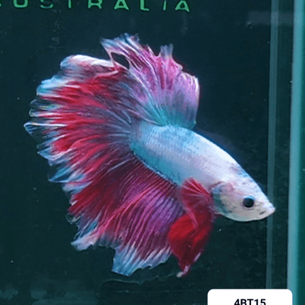 [ARRIVED 22 - MAR - 2026] 4BT15 - Mosaic Halfmoon Male Betta - Nano Tanks Australia