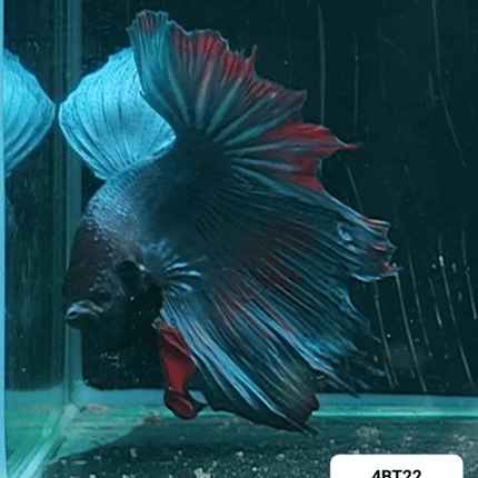[ARRIVED 22 - MAR - 2026] 4BT22 - Blue Red Halfmoon Male Betta - Nano Tanks Australia