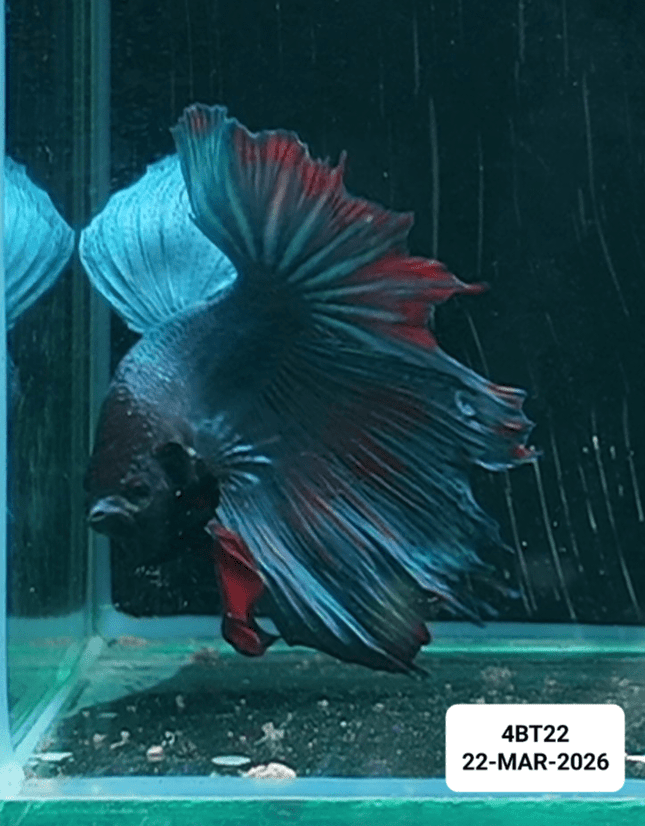 [ARRIVED 22 - MAR - 2026] 4BT22 - Blue Red Halfmoon Male Betta - Nano Tanks Australia