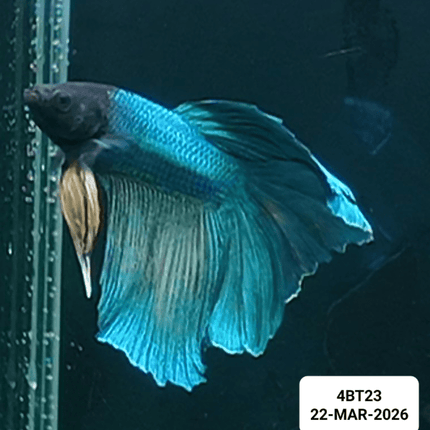 [ARRIVED 22 - MAR - 2026] 4BT23 - Blue Halfmoon Plakat Male Betta - Nano Tanks Australia