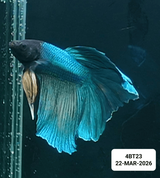 [ARRIVED 22 - MAR - 2026] 4BT23 - Blue Halfmoon Plakat Male Betta - Nano Tanks Australia