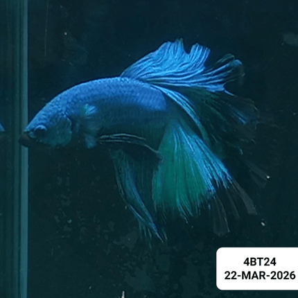 [ARRIVED 22 - MAR - 2026] 4BT24 - Blue Avatar Halfmoon Plakat Male Betta - Nano Tanks Australia
