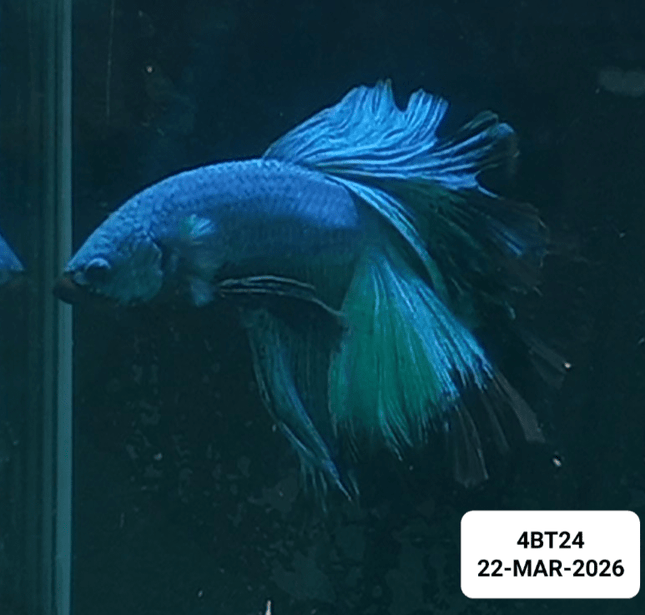 [ARRIVED 22 - MAR - 2026] 4BT24 - Blue Avatar Halfmoon Plakat Male Betta - Nano Tanks Australia