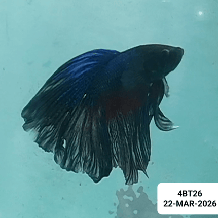 [ARRIVED 22 - MAR - 2026] 4BT26 - Blue Halfmoon Male Betta - Nano Tanks Australia