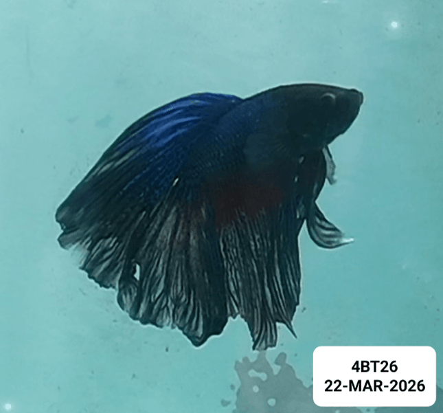 [ARRIVED 22 - MAR - 2026] 4BT26 - Blue Halfmoon Male Betta - Nano Tanks Australia