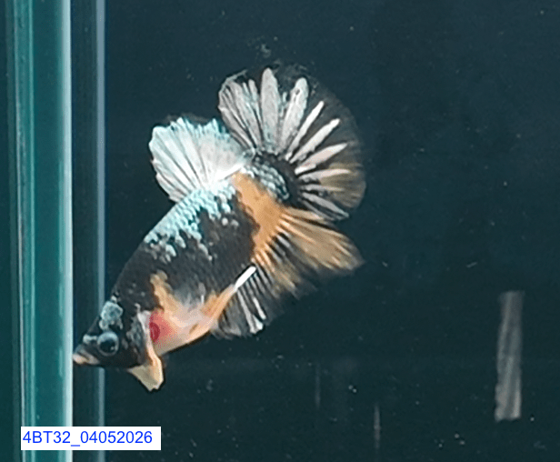 [ARRIVED 22 - MAR - 2026] 4BT32 - Black Base Koi Halfmoon Plakat Male (2026 Pattern) - Nano Tanks Australia