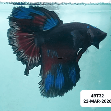 [ARRIVED 22 - MAR - 2026] 4BT32 - Blue Multicolour Halfmoon Male Betta - Nano Tanks Australia