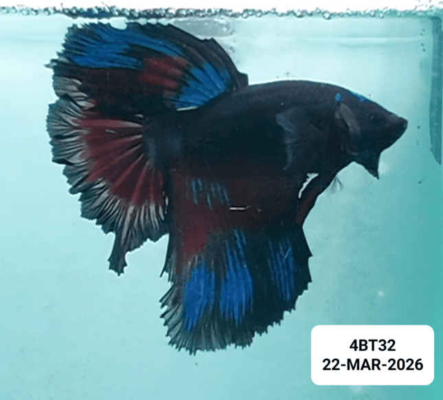 [ARRIVED 22 - MAR - 2026] 4BT32 - Blue Multicolour Halfmoon Male Betta - Nano Tanks Australia