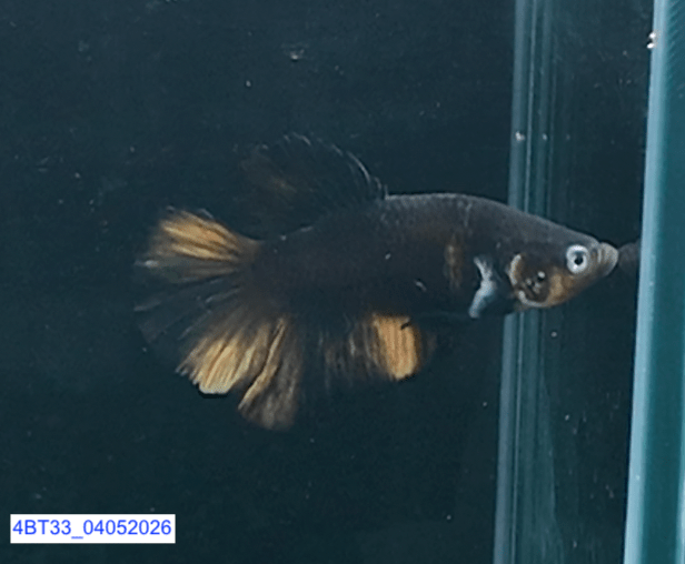 [ARRIVED 22 - MAR - 2026] 4BT33 - Black Base Koi Halfmoon Plakat Male (2026 Pattern) - Nano Tanks Australia