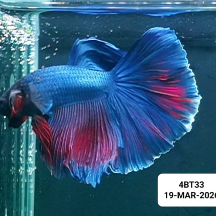 [ARRIVED 22 - MAR - 2026] 4BT33 - Blue Halfmoon Male Betta - Nano Tanks Australia