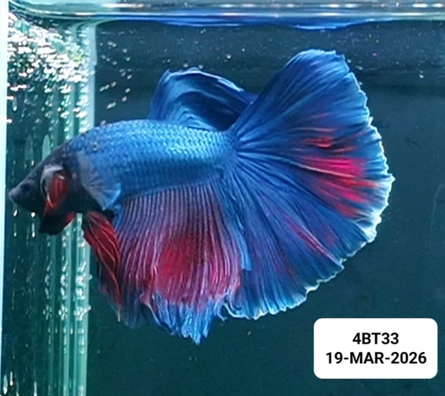 [ARRIVED 22 - MAR - 2026] 4BT33 - Blue Halfmoon Male Betta - Nano Tanks Australia