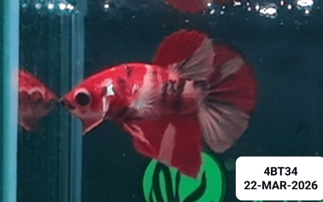 [ARRIVED 22 - MAR - 2026] 4BT34 - Nemo Koi Halfmoon Plakat Male Betta - Nano Tanks Australia
