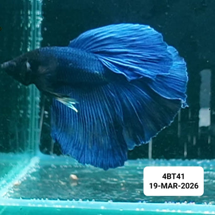 [ARRIVED 22 - MAR - 2026] 4BT41 - Blue Halfmoon Male Betta - Nano Tanks Australia