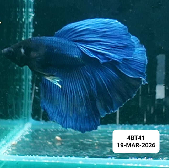 [ARRIVED 22 - MAR - 2026] 4BT41 - Blue Halfmoon Male Betta - Nano Tanks Australia