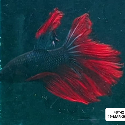 [ARRIVED 22 - MAR - 2026] 4BT42 - Red Metallic Halfmoon Male - Nano Tanks Australia