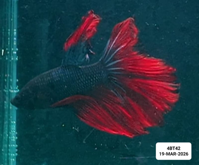 [ARRIVED 22 - MAR - 2026] 4BT42 - Red Metallic Halfmoon Male - Nano Tanks Australia