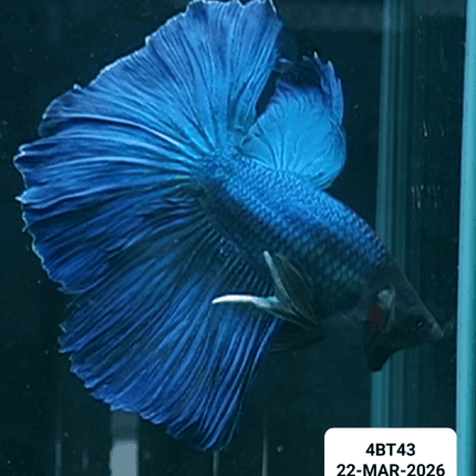 [ARRIVED 22 - MAR - 2026] 4BT43 - Blue Halfmoon Male Betta - Nano Tanks Australia