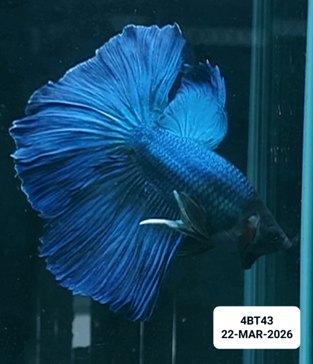 [ARRIVED 22 - MAR - 2026] 4BT43 - Blue Halfmoon Male Betta - Nano Tanks Australia