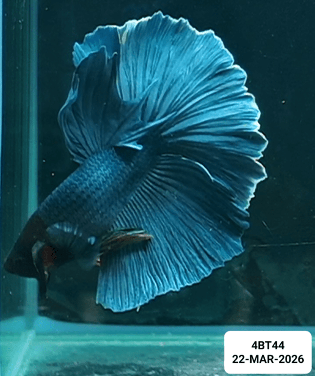 [ARRIVED 22 - MAR - 2026] 4BT44 - Blue Halfmoon Male Betta - Nano Tanks Australia