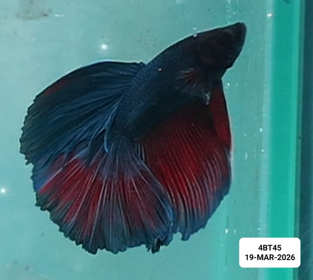 [ARRIVED 22 - MAR - 2026] 4BT45 - Red Blue Halfmoon Male Betta - Nano Tanks Australia