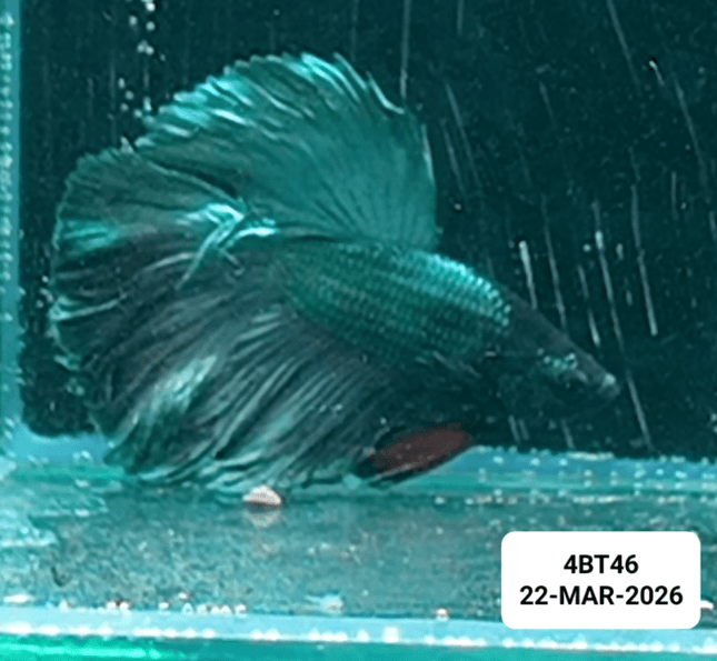 [ARRIVED 22 - MAR - 2026] 4BT46 - Metallic Grey Halfmoon Plakat Male Betta - Nano Tanks Australia