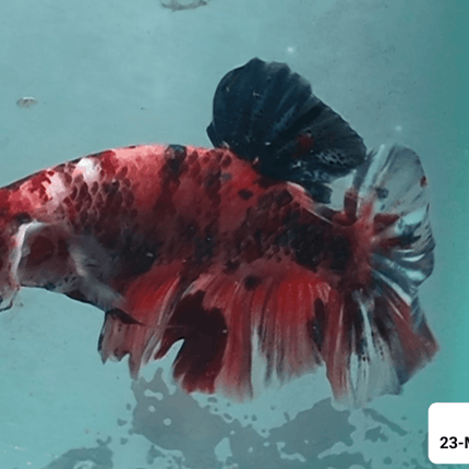 [ARRIVED 23 - MAR - 2026] TT12 - Marble Koi Giant Male Betta - Nano Tanks Australia
