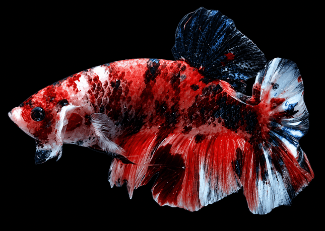 [ARRIVED 23-MAR-2026] TT12 - Marble Koi Giant Male Betta - Nano Tanks Australia