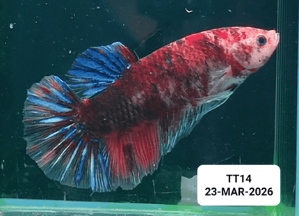 [ARRIVED 23 - MAR - 2026] TT14 - Giant Koi Halfmoon Plakat Betta - Nano Tanks Australia