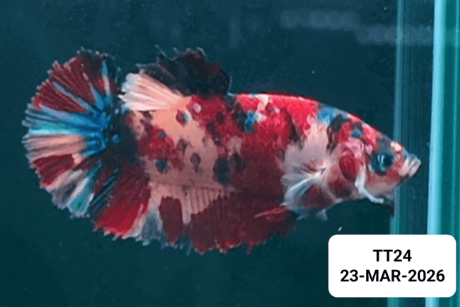 [ARRIVED 23 - MAR - 2026] TT24 - Nemo Koi Giant Male Betta - Nano Tanks Australia