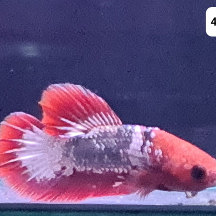 [ARRIVED 24 - JUL - 2025] 4BT11 - Candy Fancy Halfmoon Plakat Male Betta - Nano Tanks Australia
