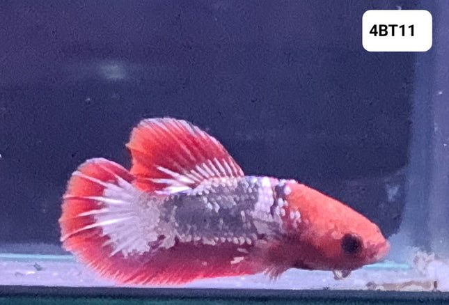 [ARRIVED 24 - JUL - 2025] 4BT11 - Candy Fancy Halfmoon Plakat Male Betta - Nano Tanks Australia