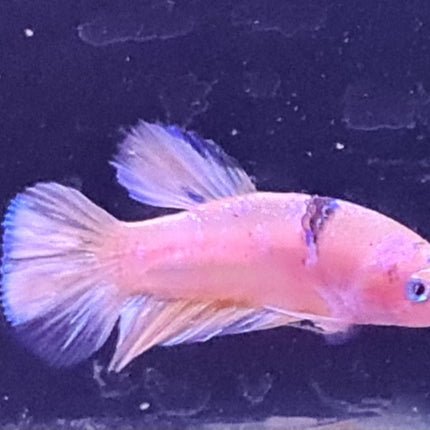[ARRIVED 24 - JUL - 2025] 4BT12 - Marble Fancy Halfmoon Plakat Male Betta - Nano Tanks Australia