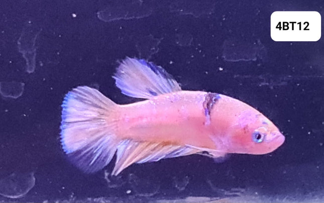 [ARRIVED 24 - JUL - 2025] 4BT12 - Marble Fancy Halfmoon Plakat Male Betta - Nano Tanks Australia