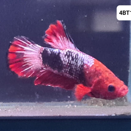 [ARRIVED 24 - JUL - 2025] 4BT13 - Red Fancy Halfmoon Plakat Male Betta - Nano Tanks Australia