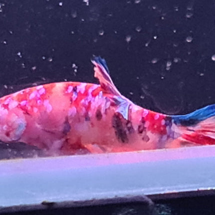 [ARRIVED 24 - JUL - 2025] 4BT14 - Galaxy Koi Halfmoon Plakat Male Betta **swim bladder issues** - Nano Tanks Australia