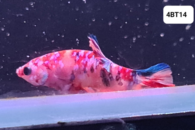 [ARRIVED 24 - JUL - 2025] 4BT14 - Galaxy Koi Halfmoon Plakat Male Betta **swim bladder issues** - Nano Tanks Australia