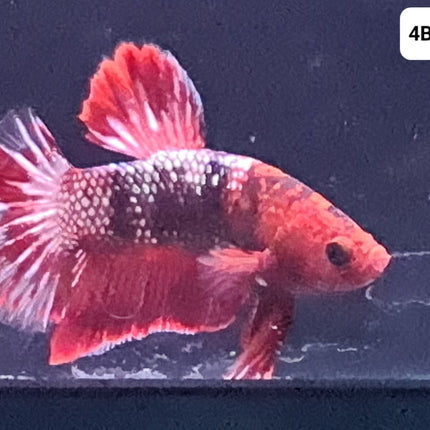 [ARRIVED 24 - JUL - 2025] 4BT15 - Red Fancy Halfmoon Plakat Male Betta - Nano Tanks Australia