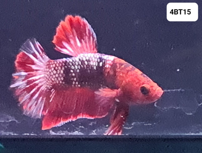 [ARRIVED 24 - JUL - 2025] 4BT15 - Red Fancy Halfmoon Plakat Male Betta - Nano Tanks Australia