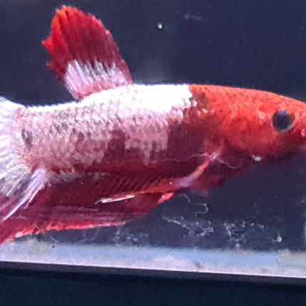 [ARRIVED 24 - JUL - 2025] 4BT16 - Red Fancy Halfmoon Plakat Male Betta - Nano Tanks Australia