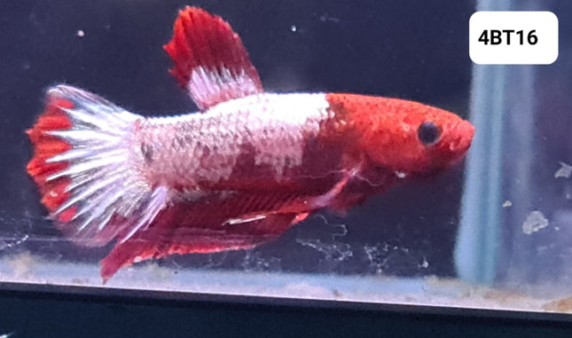 [ARRIVED 24 - JUL - 2025] 4BT16 - Red Fancy Halfmoon Plakat Male Betta - Nano Tanks Australia