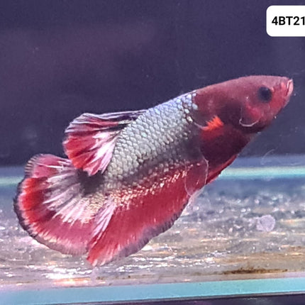 [ARRIVED 24 - JUL - 2025] 4BT21 - Red Fancy Halfmoon Plakat Male Betta - Nano Tanks Australia