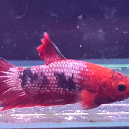 [ARRIVED 24 - JUL - 2025] 4BT22 - Red Fancy Halfmoon Plakat Male Betta - Nano Tanks Australia