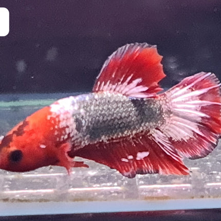 [ARRIVED 24 - JUL - 2025] 4BT24 - Red Fancy Halfmoon Plakat Male Betta - Nano Tanks Australia