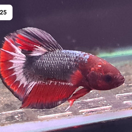 [ARRIVED 24 - JUL - 2025] 4BT25 - Red Fancy Halfmoon Plakat Male Betta - Nano Tanks Australia