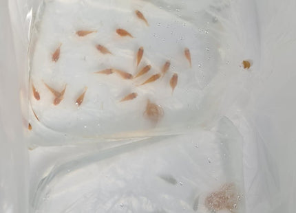 [ARRIVED 24 - SEP - 2025] Assorted Balloon Molly 3 - 4cm - Nano Tanks Australia