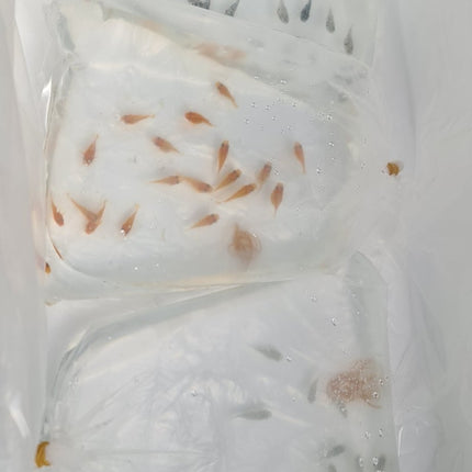[ARRIVED 24 - SEP - 2025] Assorted Balloon Molly 3 - 4cm - Nano Tanks Australia